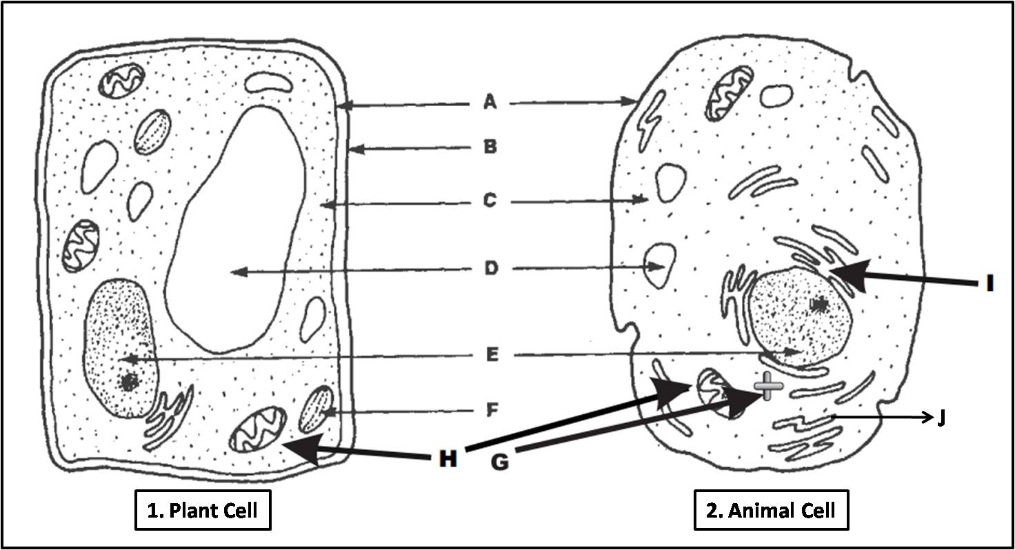 Plant Cell And Animal Cell Diagram Quiz Worksheets Library Plant Cell And Animal Cell Diagram Quiz Worksheets Library