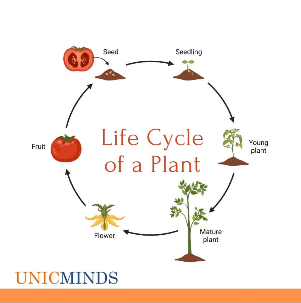 life cycle of a plant worksheet