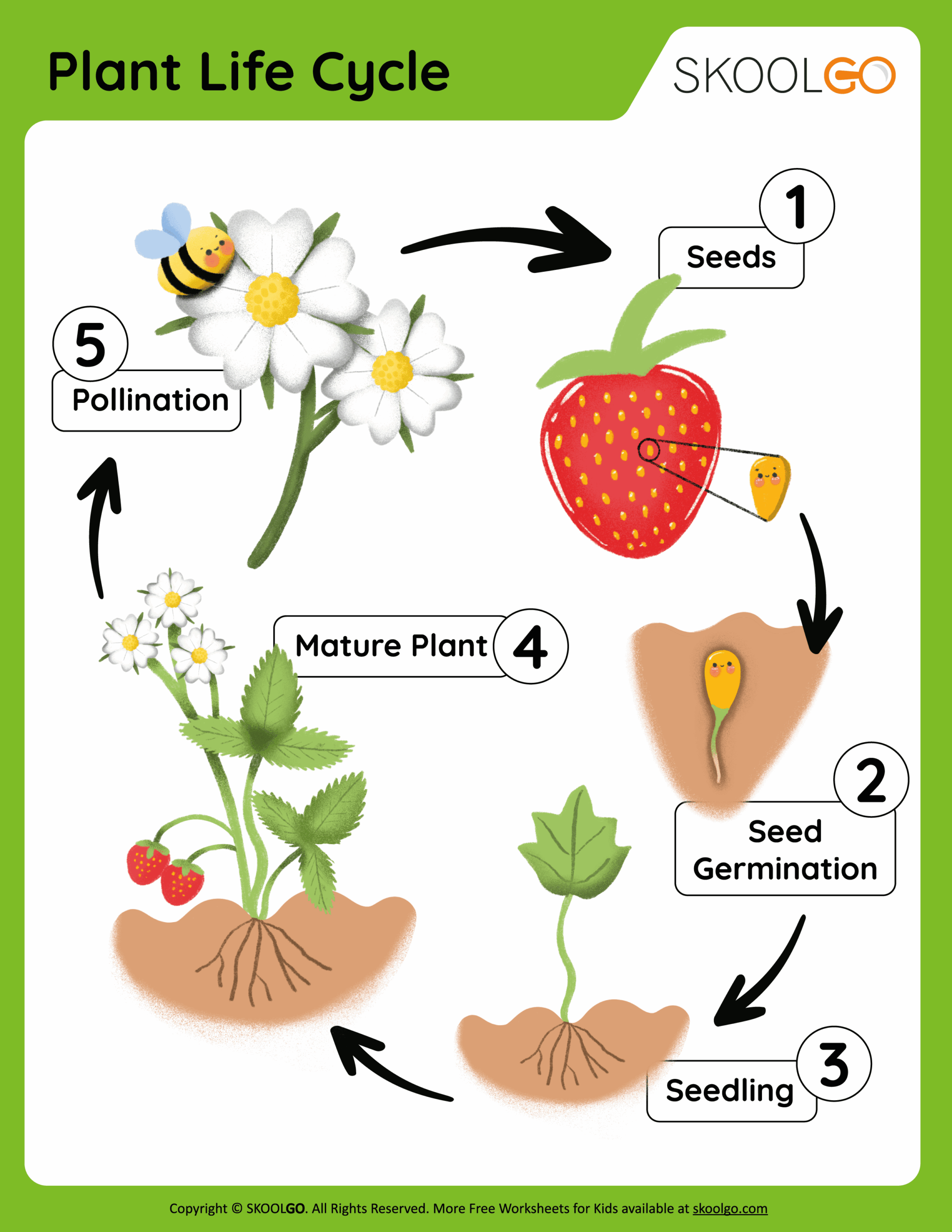Plant Life Cycle Free Worksheet SKOOLGO