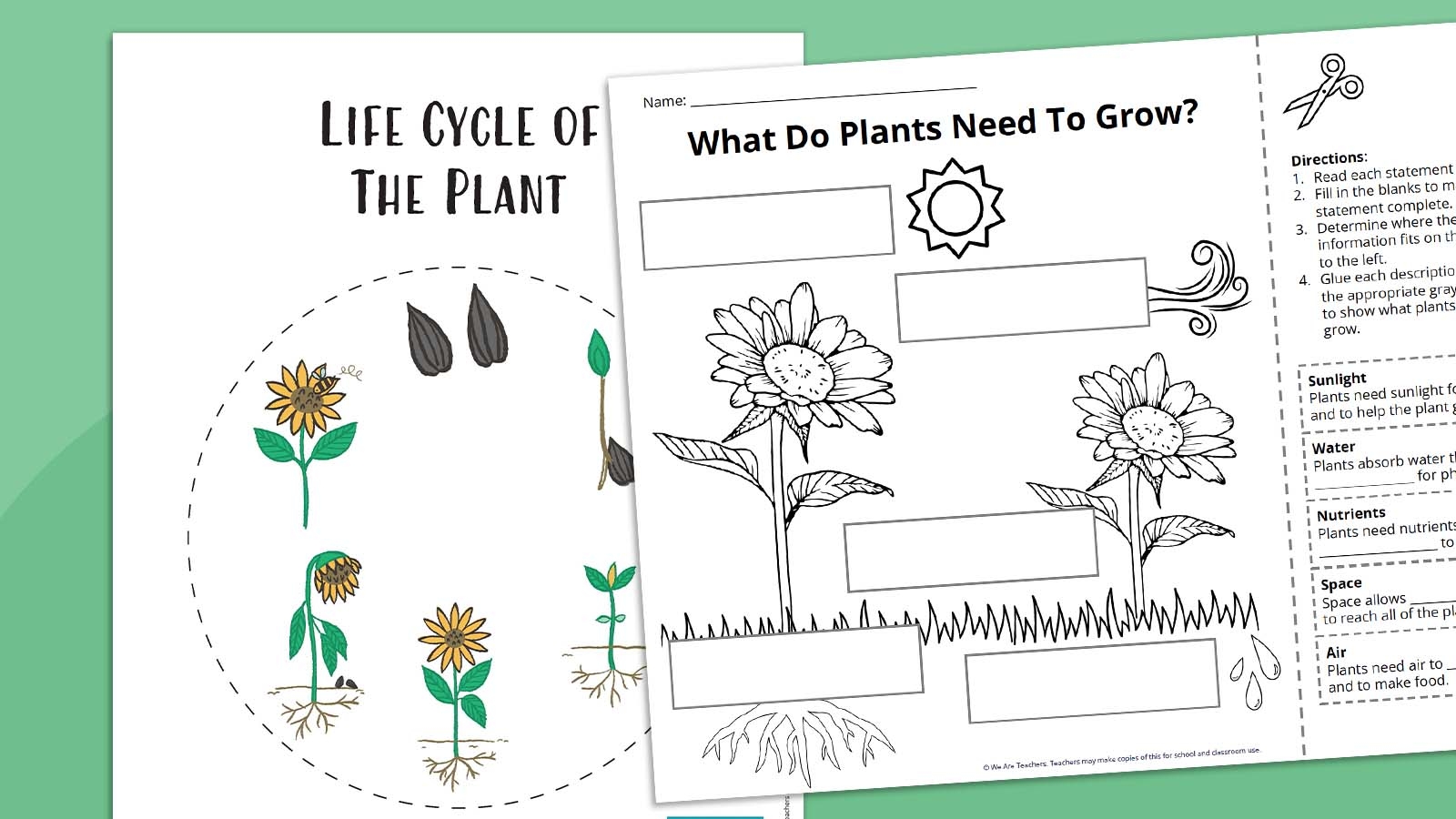 plant life cycle worksheet plant life cycle worksheet