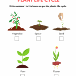 Plant Life Cycle Worksheet For Kindergarten Kidpid