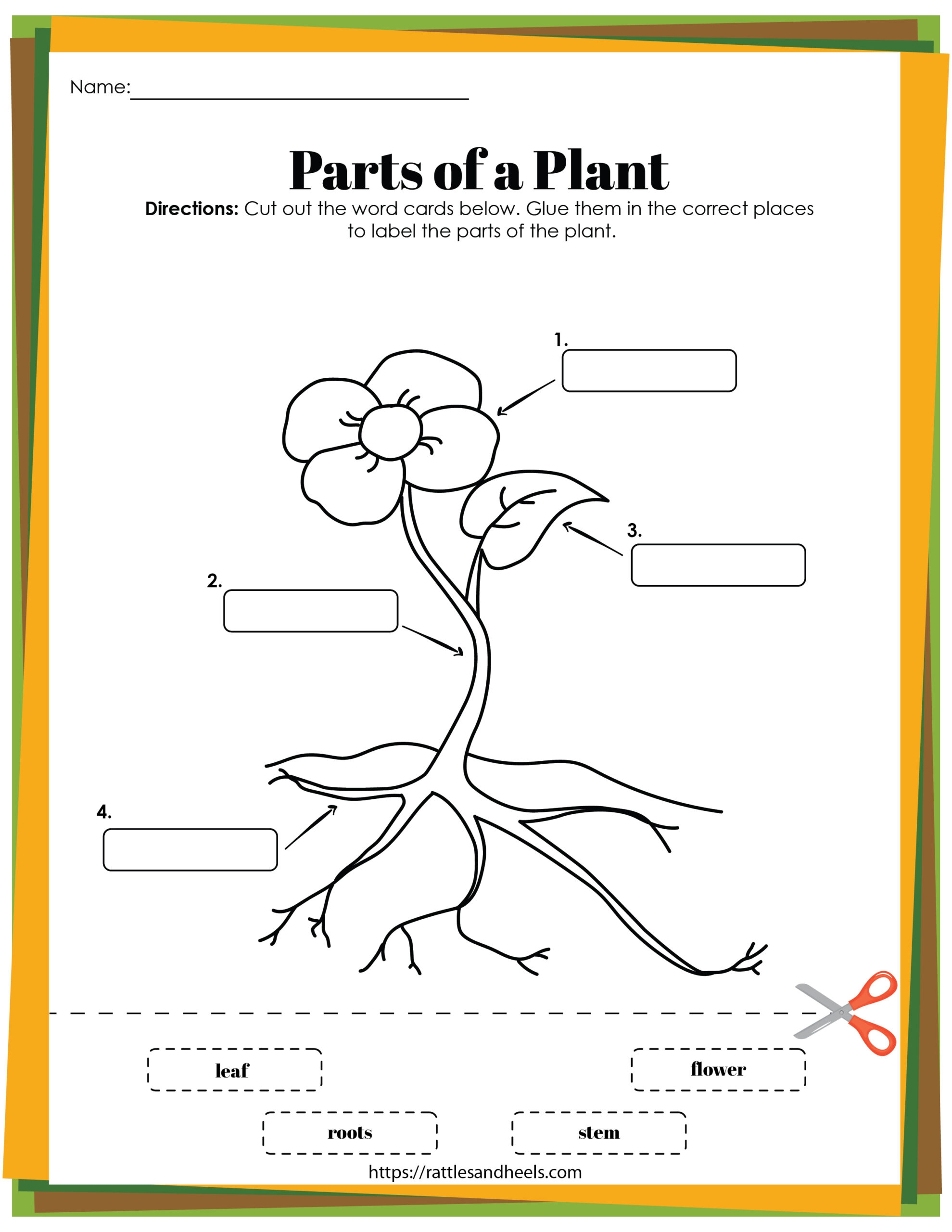 plant systems worksheet pdf