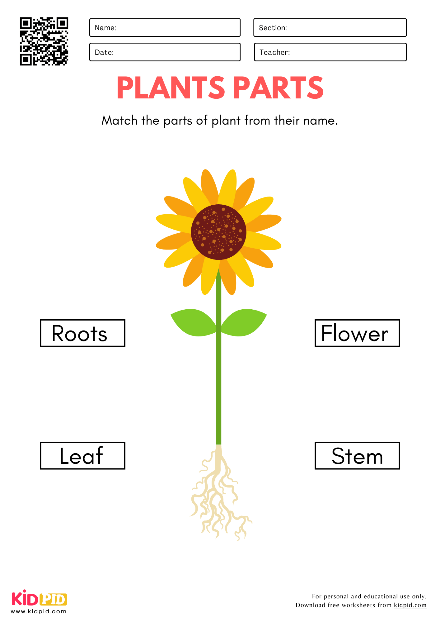Plant Parts Worksheet For Kindergarten Kidpid Plant Parts Worksheet For Kindergarten Kidpid