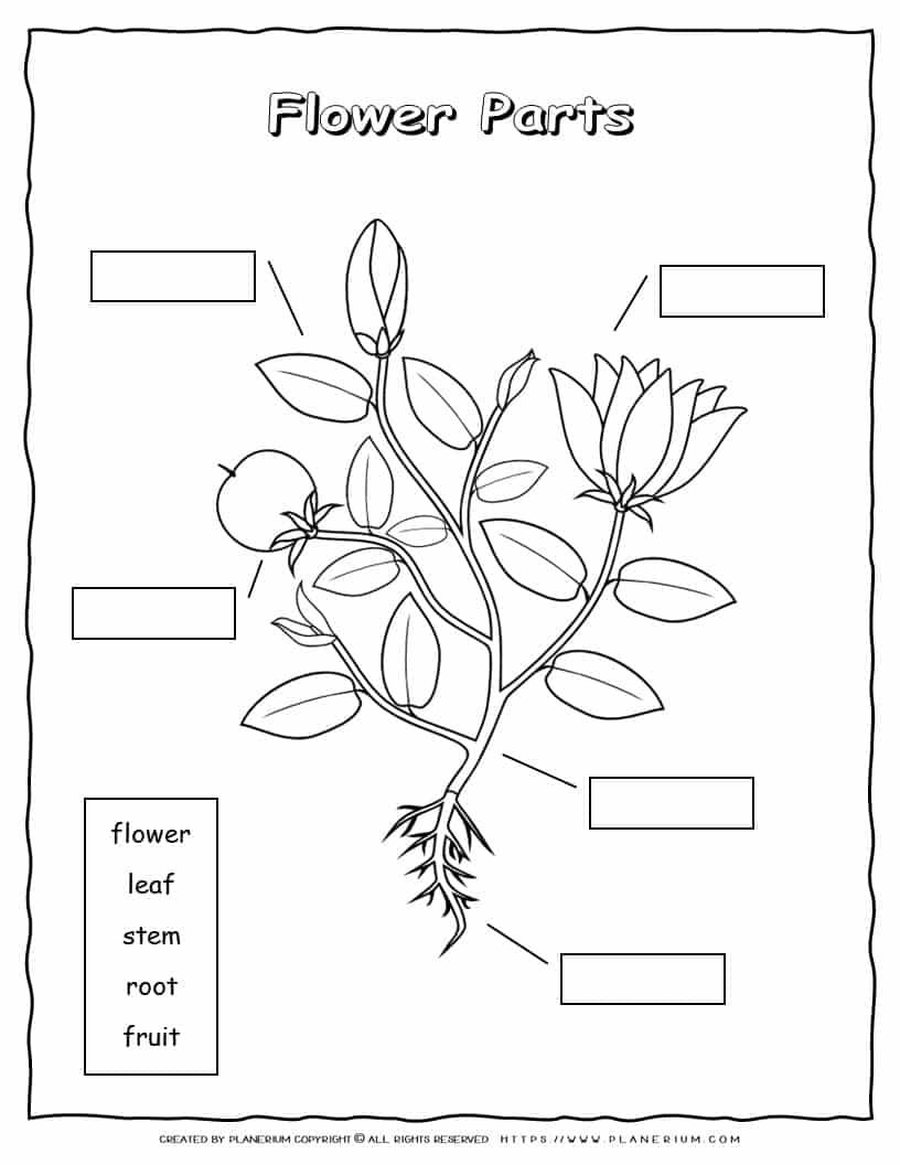 Plant Parts Worksheet Planerium Worksheets Library Plant Parts Worksheet Planerium Worksheets Library