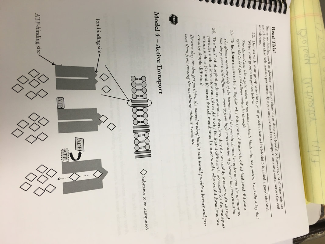 POGIL Responses For Studying Cell Membrane Structure And Function