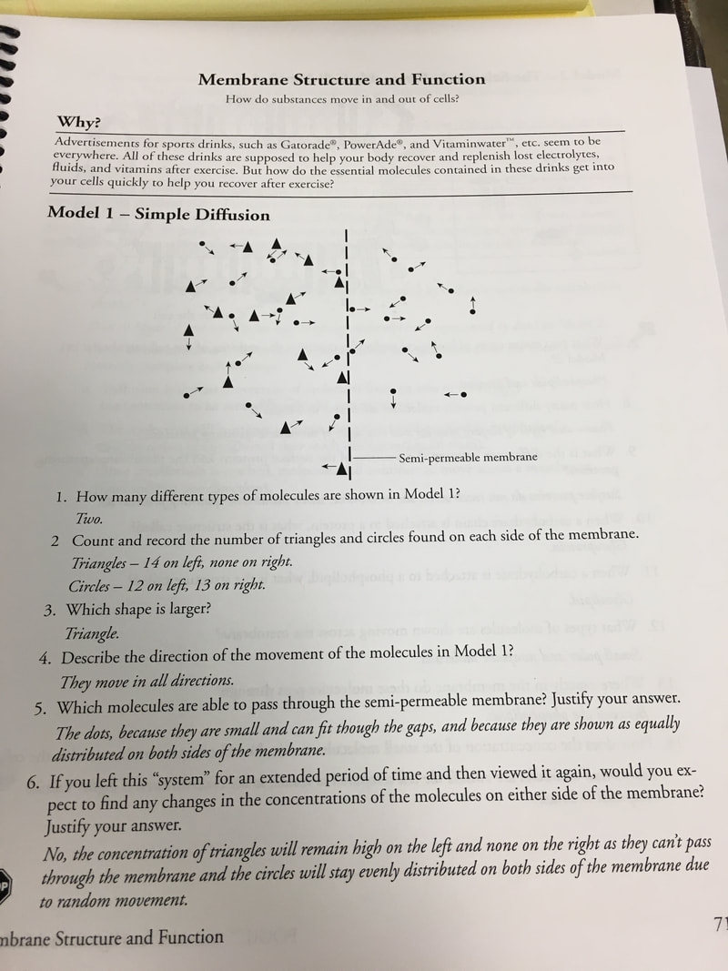 POGIL Responses For Studying Cell Membrane Structure And Function