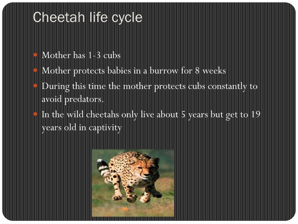 PPT All About Cheetahs PowerPoint Presentation Free Download ID 2280074
