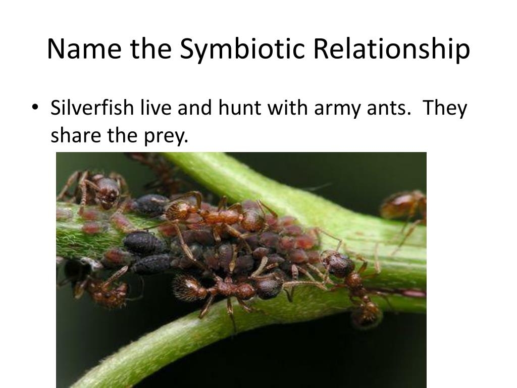 silverfish and army ants symbiotic relationship silverfish and army ants symbiotic relationship