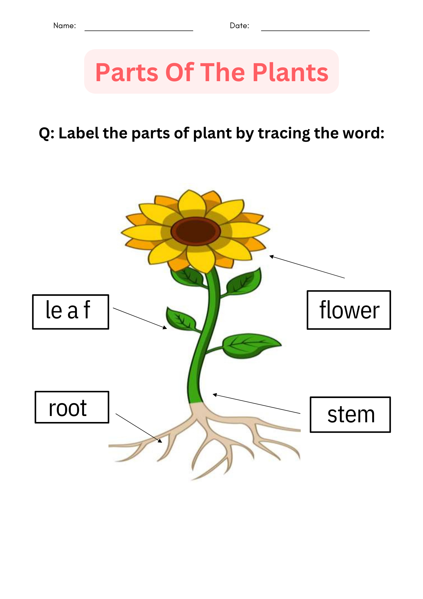 Printable Activities Parts Of A Plant Worksheet For Kindergarten Made By Teachers Printable Activities Parts Of A Plant Worksheet For Kindergarten Made By Teachers