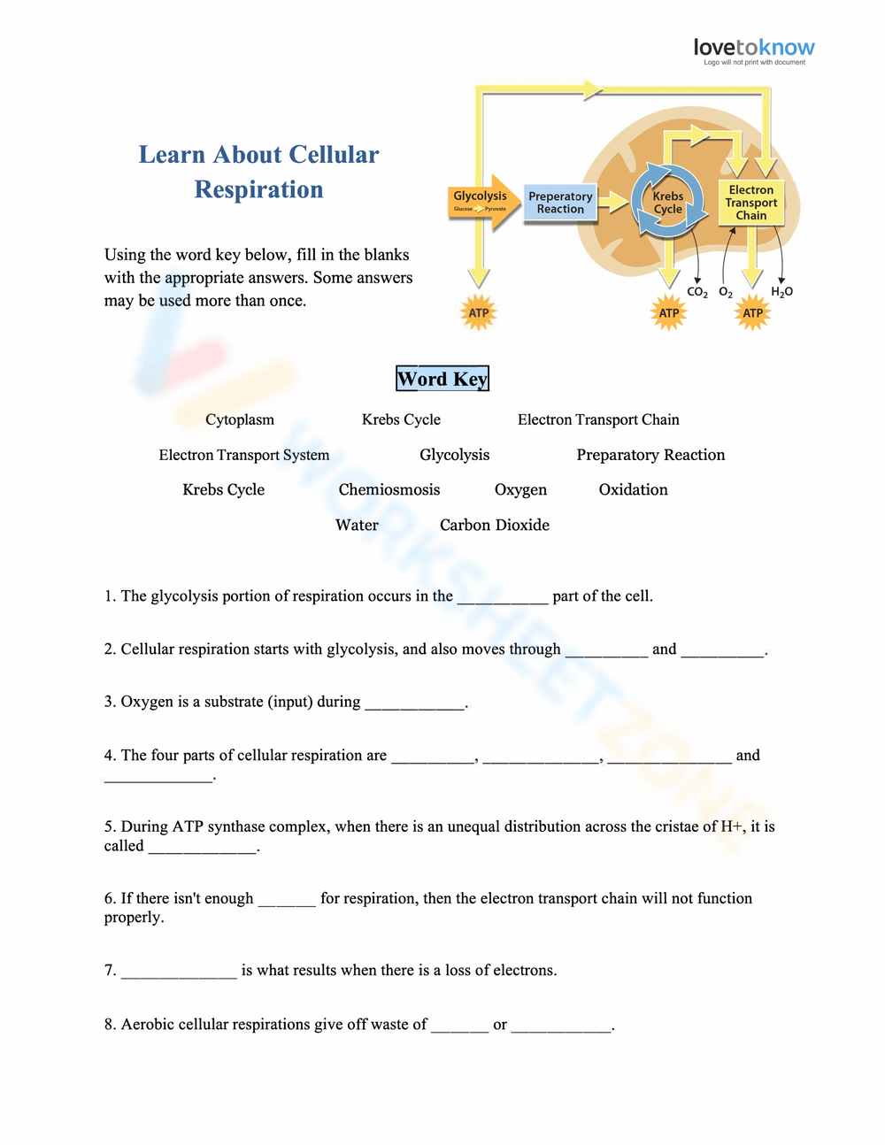 worksheet for cellular respiration