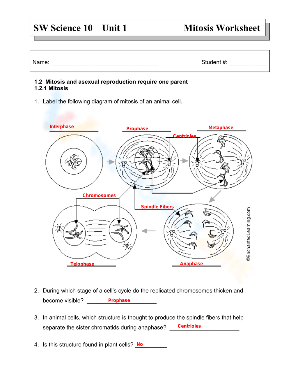 meiosis pogil answer key meiosis pogil answer key