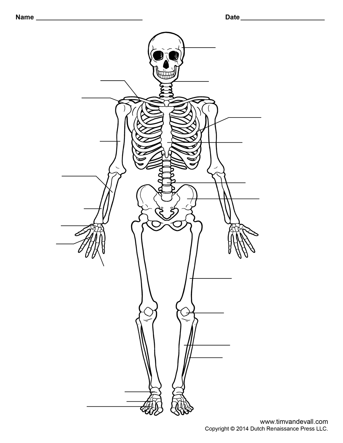 Printable Human Skeleton Worksheet For Students And Teachers Worksheets Library