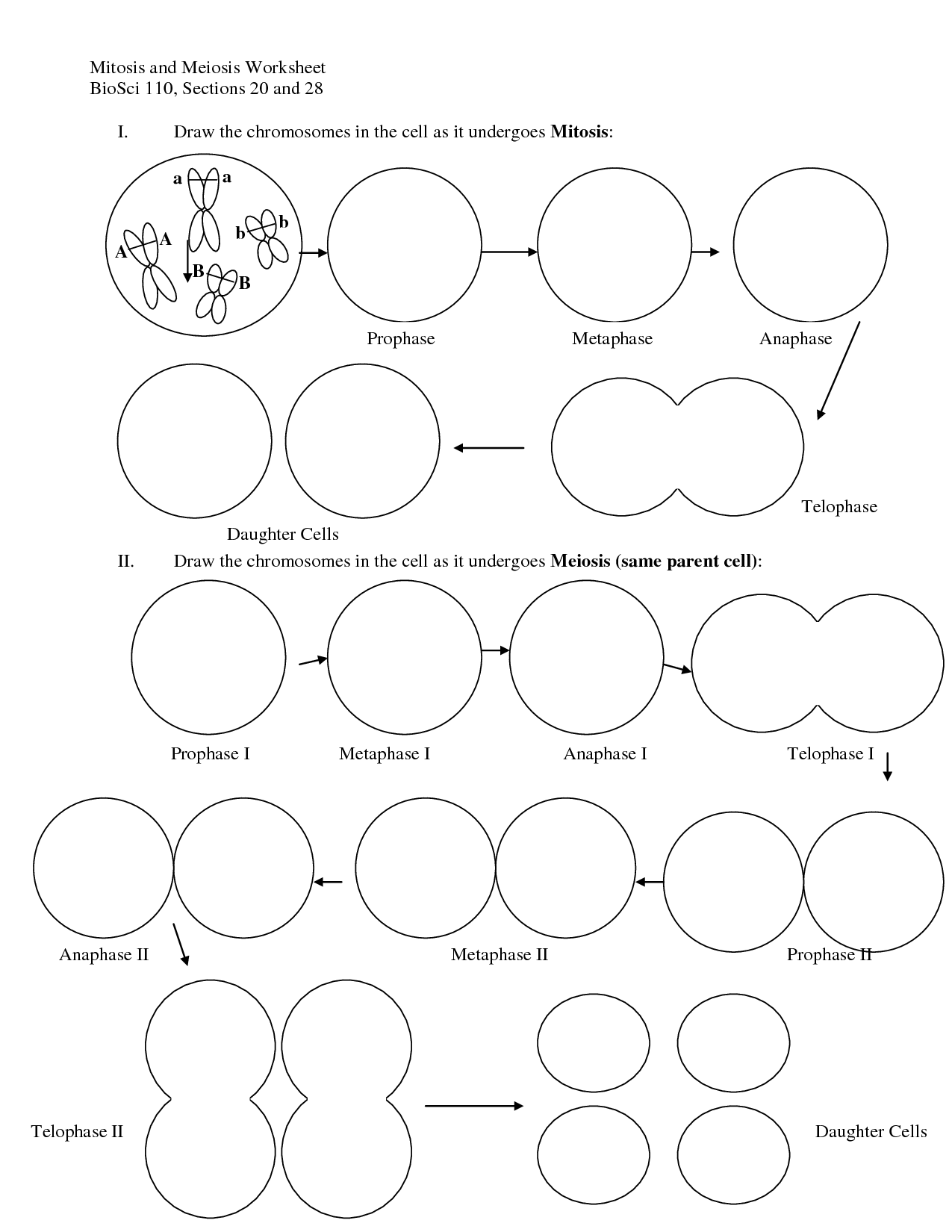 Printable Mitosis Verses Meiosis Worksheets