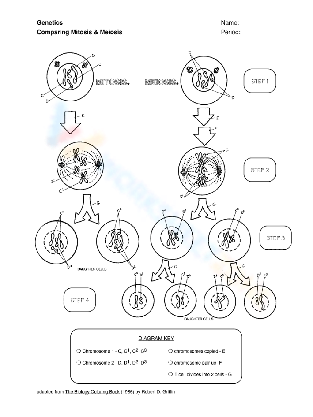 Printable Mitosis Verses Meiosis Worksheets Printable Mitosis Verses Meiosis Worksheets