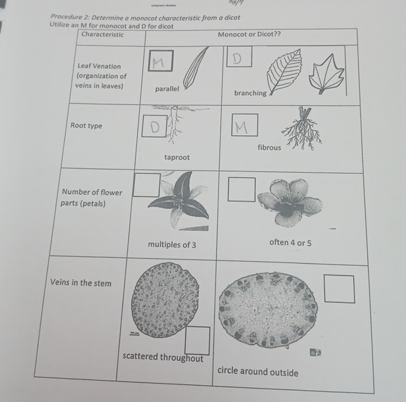 Procedure 2 Determine A Monocot Characteristic From A Dicot Utilize An M