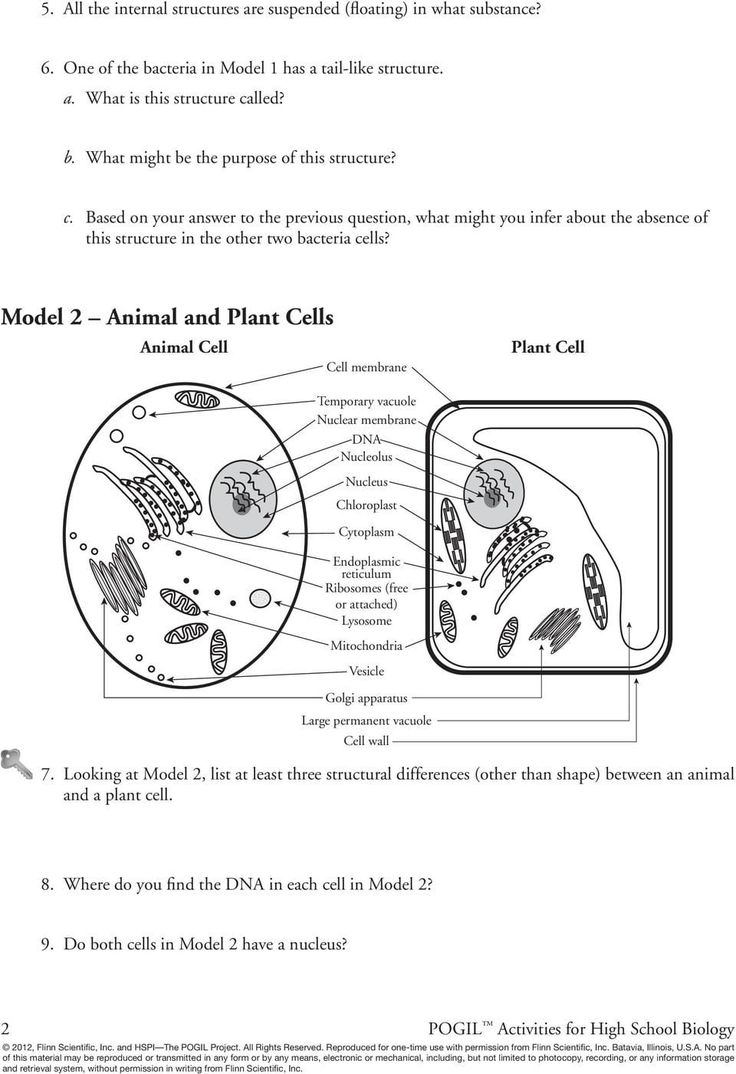 Prokaryotes And Eukaryotes Worksheet Prokaryotes And Eukaryotes Worksheet