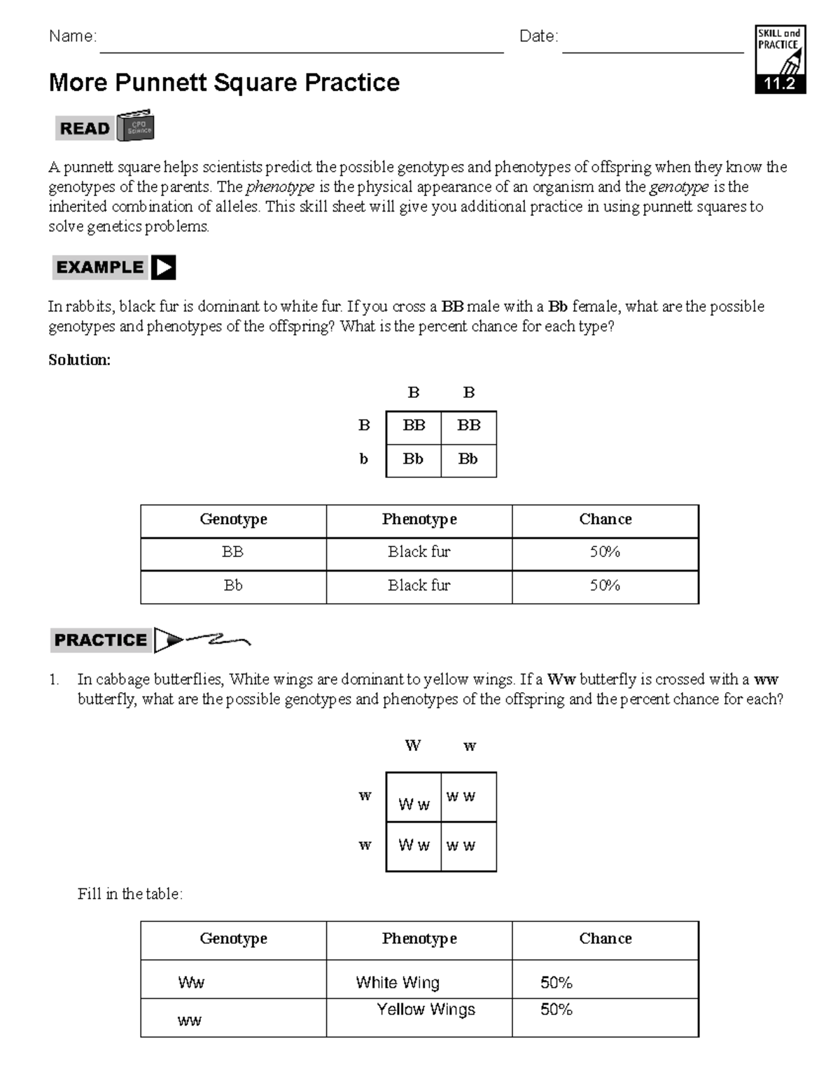 punnett square practice worksheet answers punnett square practice worksheet answers