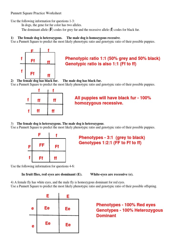 Punnett Square Practice Worksheet 1 The Female Dog Is Worksheets Library Punnett Square Practice Worksheet 1 The Female Dog Is Worksheets Library