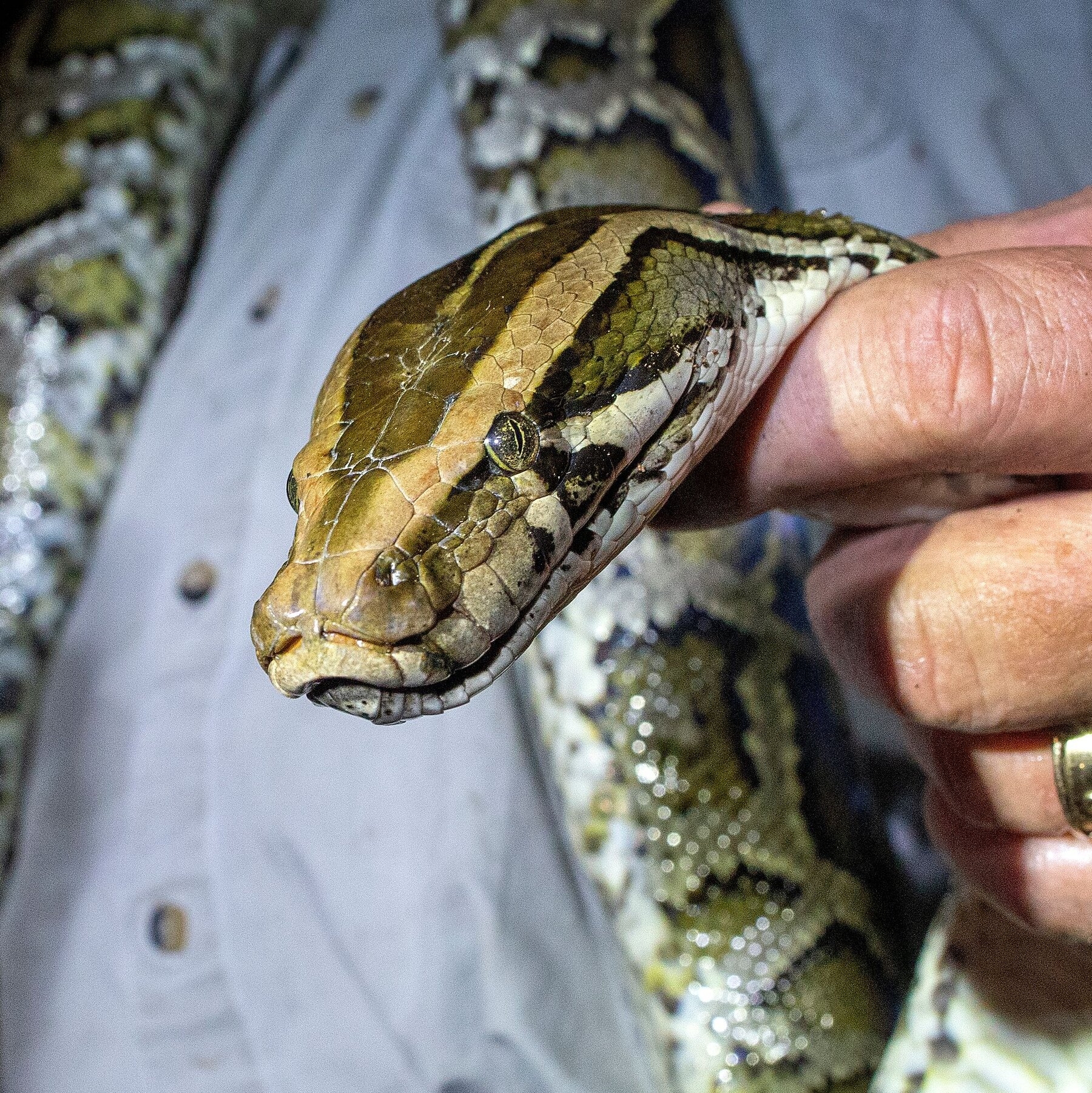 burmese pythons eat ______ as they grow. burmese pythons eat ______ as they grow.