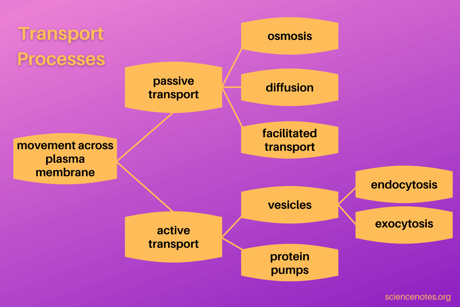 Quiz amp Worksheet Active amp Passive Transport In Cells Study Worksheets Library