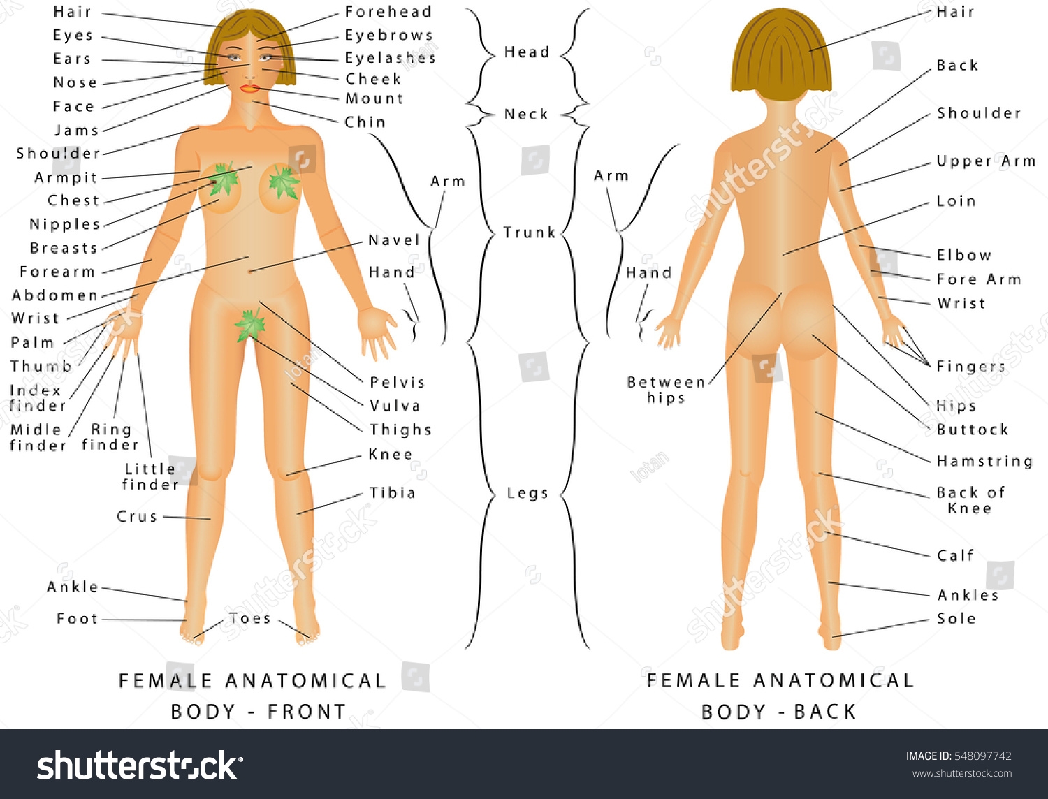 Regions Female Body Female Body Front Stock Vector Royalty Free 548097742 Shutterstock Regions Female Body Female Body Front Stock Vector Royalty Free 548097742 Shutterstock