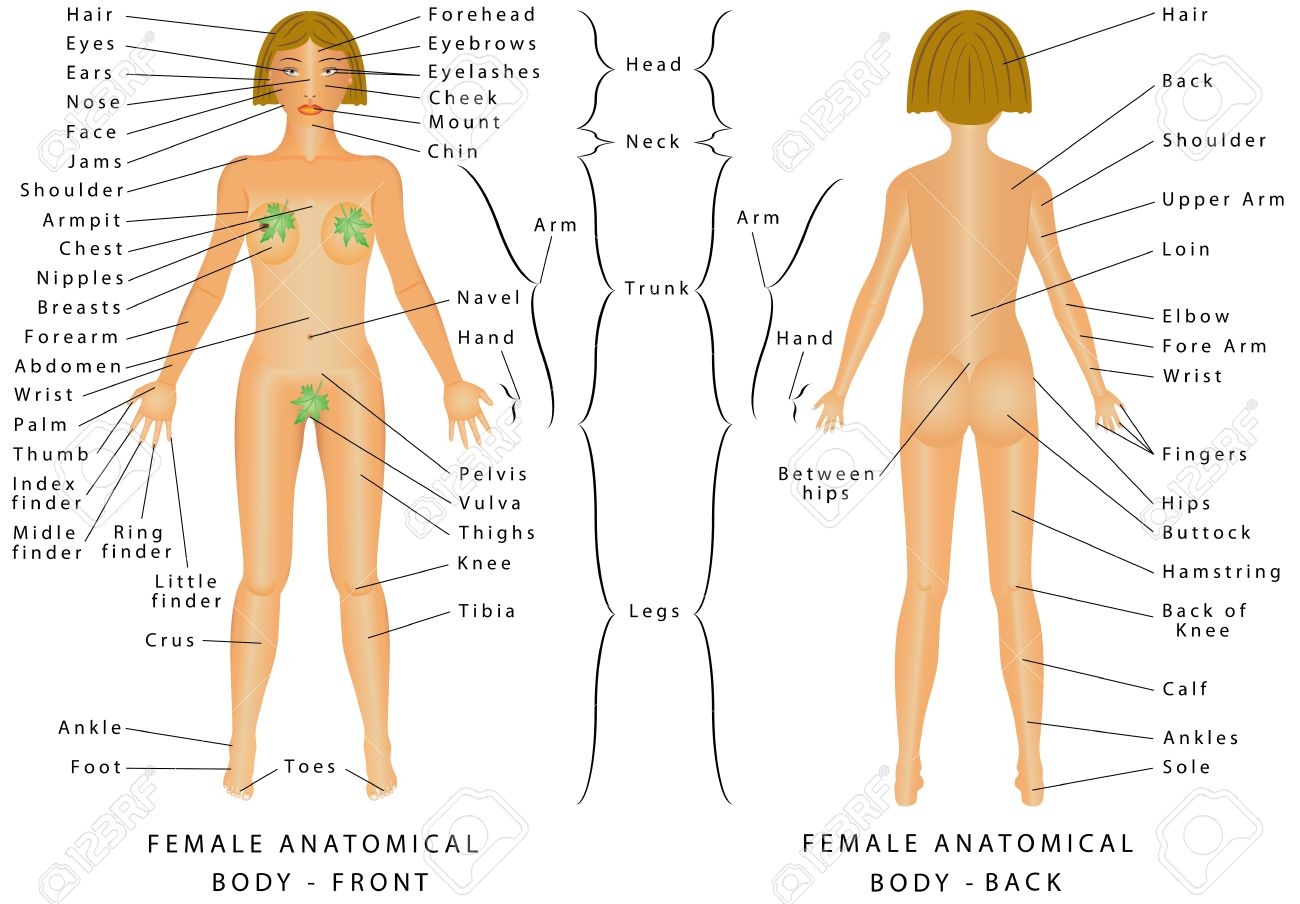 human body parts name human body parts name