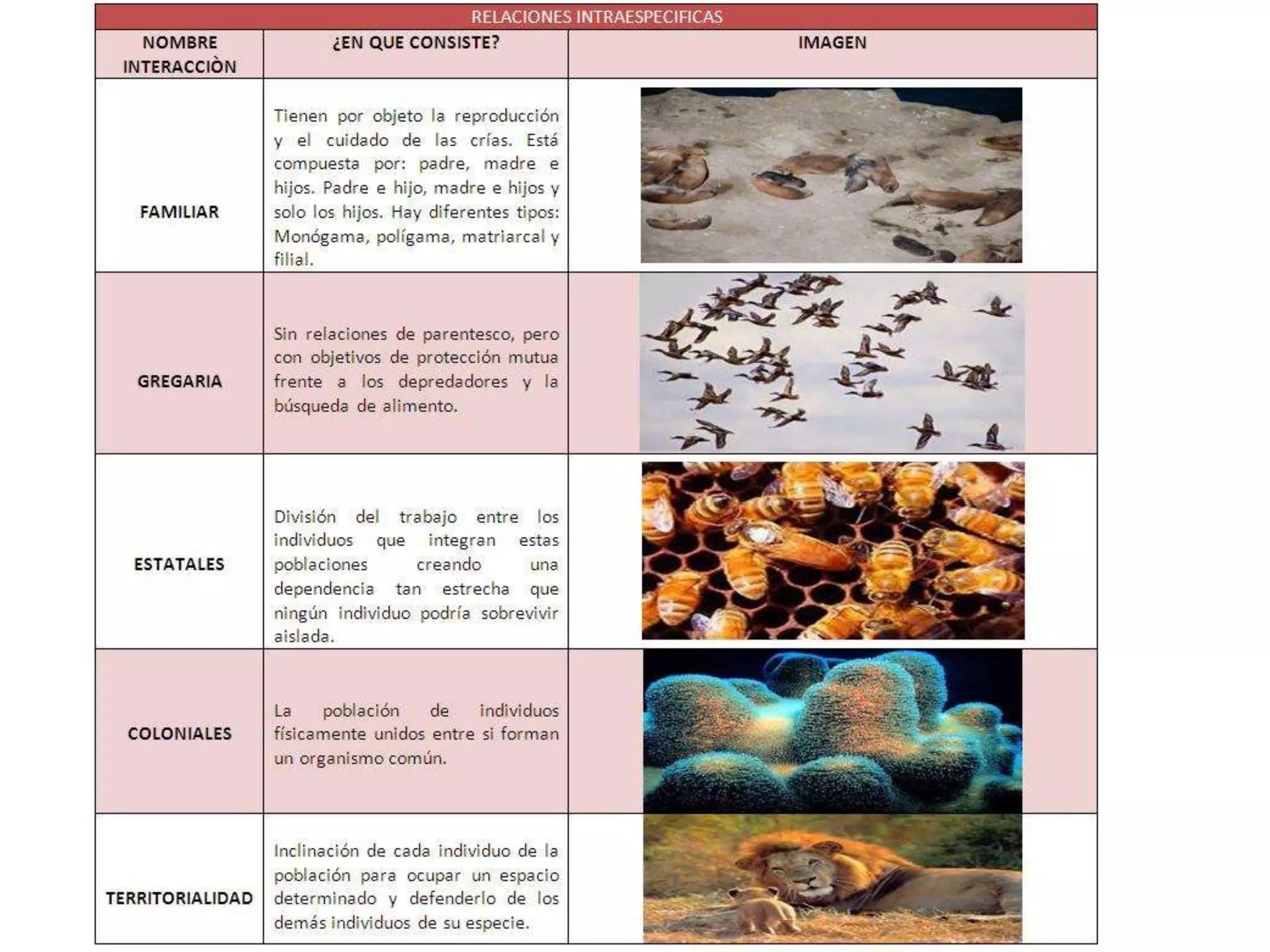 Relaciones Inter E Intraespec ficas PPTX
