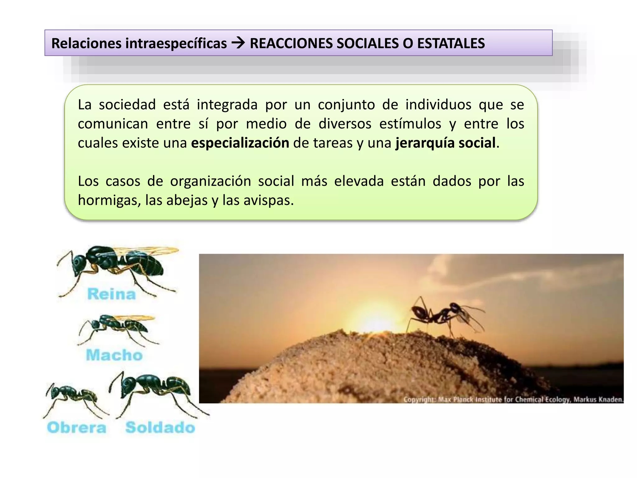 relaciones intraespecíficas sociales o estatales