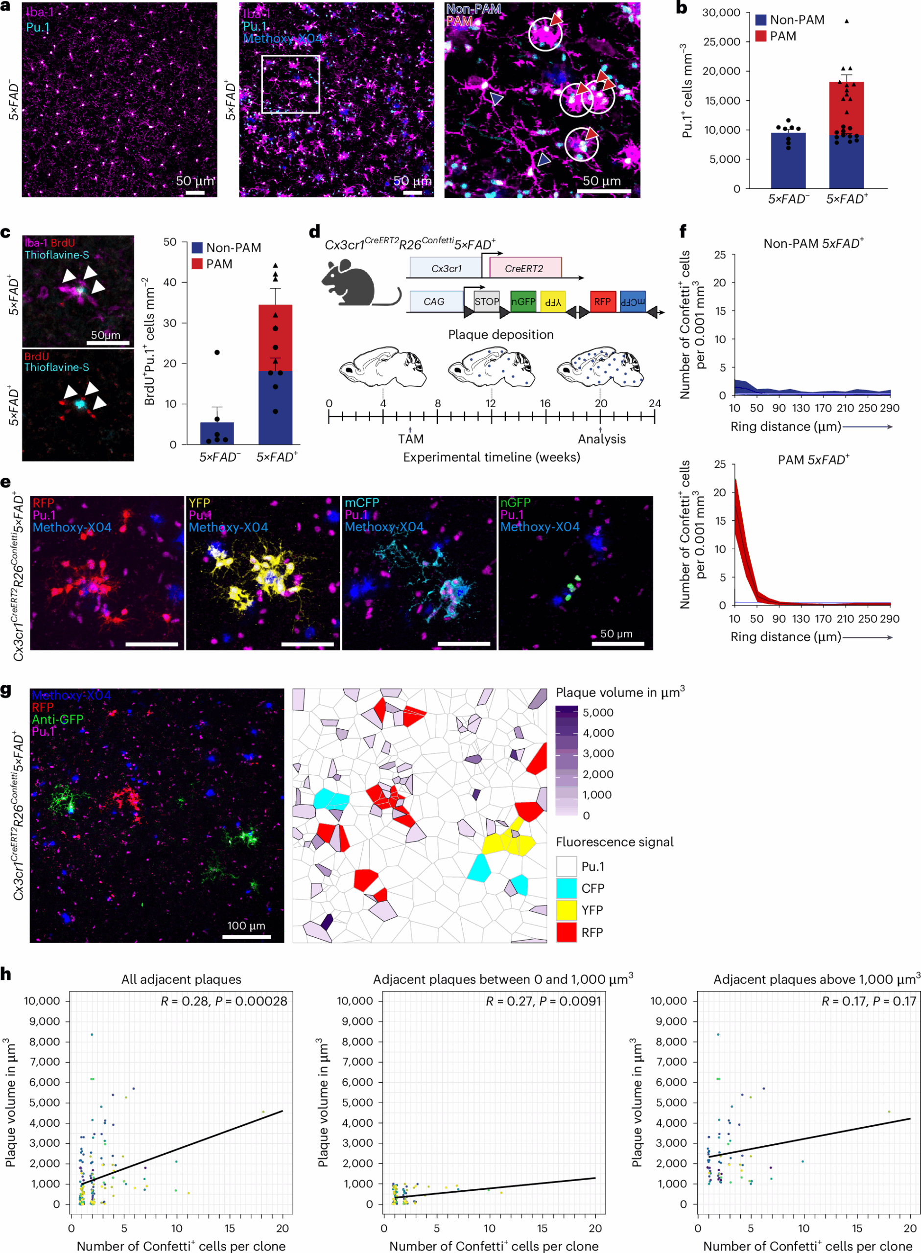 Response Of Spatially Defined Microglia States With Distinct Chromatin Accessibility In A Mouse Model Of Alzheimer s Disease Nature Neuroscience