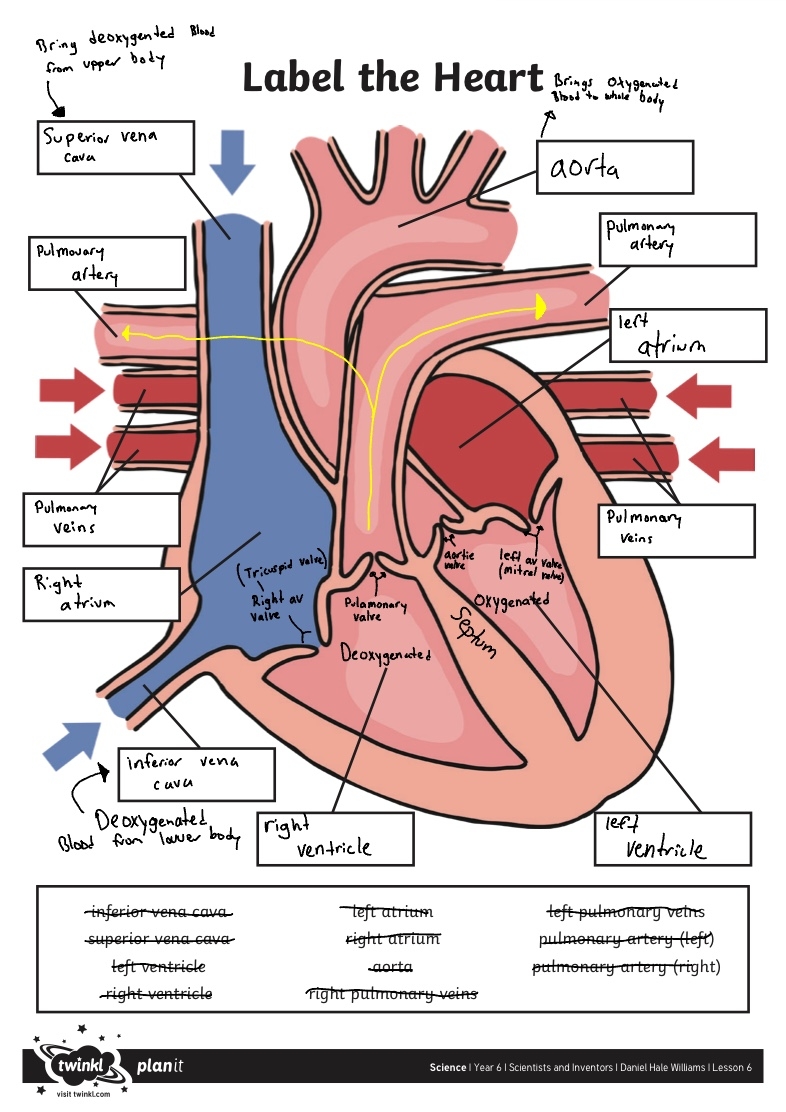 Science Label the Heart Activity Sheet 1 Notability Gallery Worksheets Library