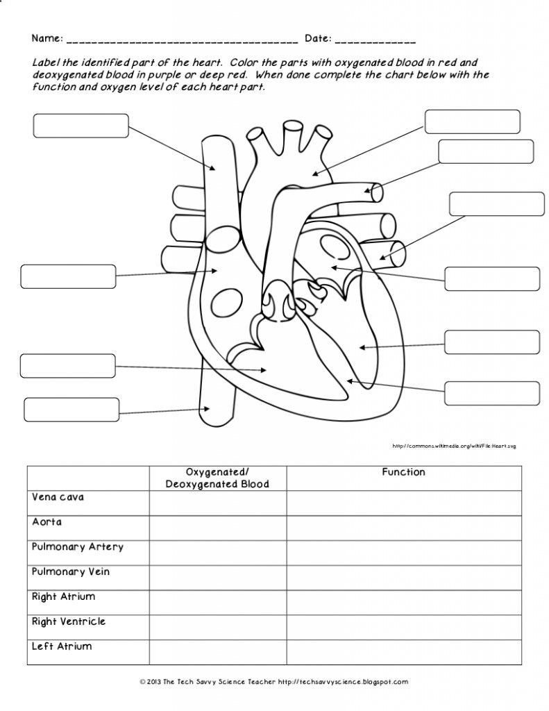 Science Worksheets Label Parts Of A Human Heart Science Worksheets Label Parts Of A Human Heart