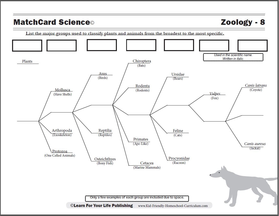 classification and kingdoms worksheet classification and kingdoms worksheet