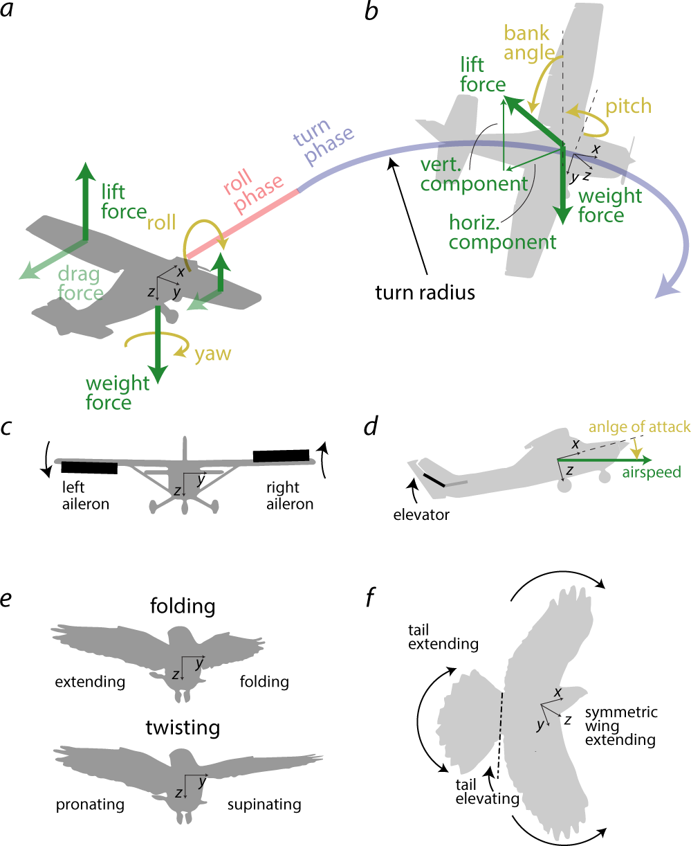 Sharp Turning Maneuvers With Avian inspired Wing And Tail Morphing Communications Engineering