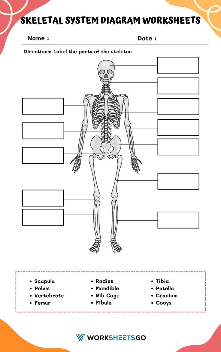 Skeletal System Diagram Worksheets