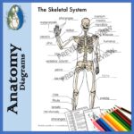 Skeletal System Diagrams To Label And Color With Reference Information And Charts Made By Teachers