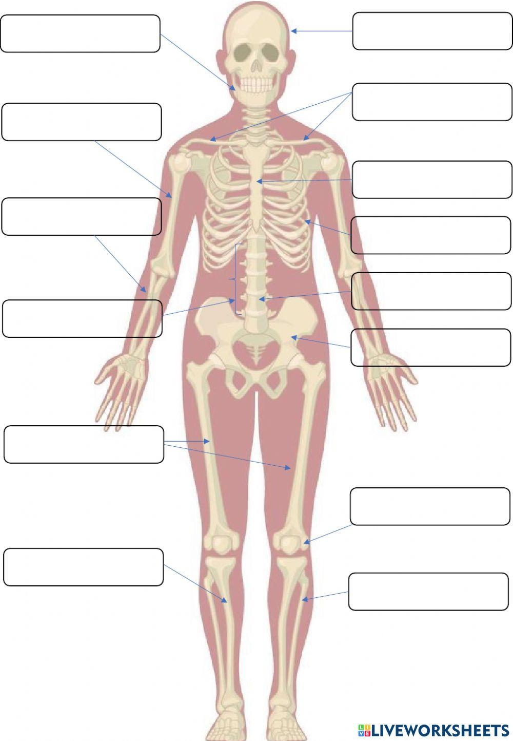 label the skeleton worksheet