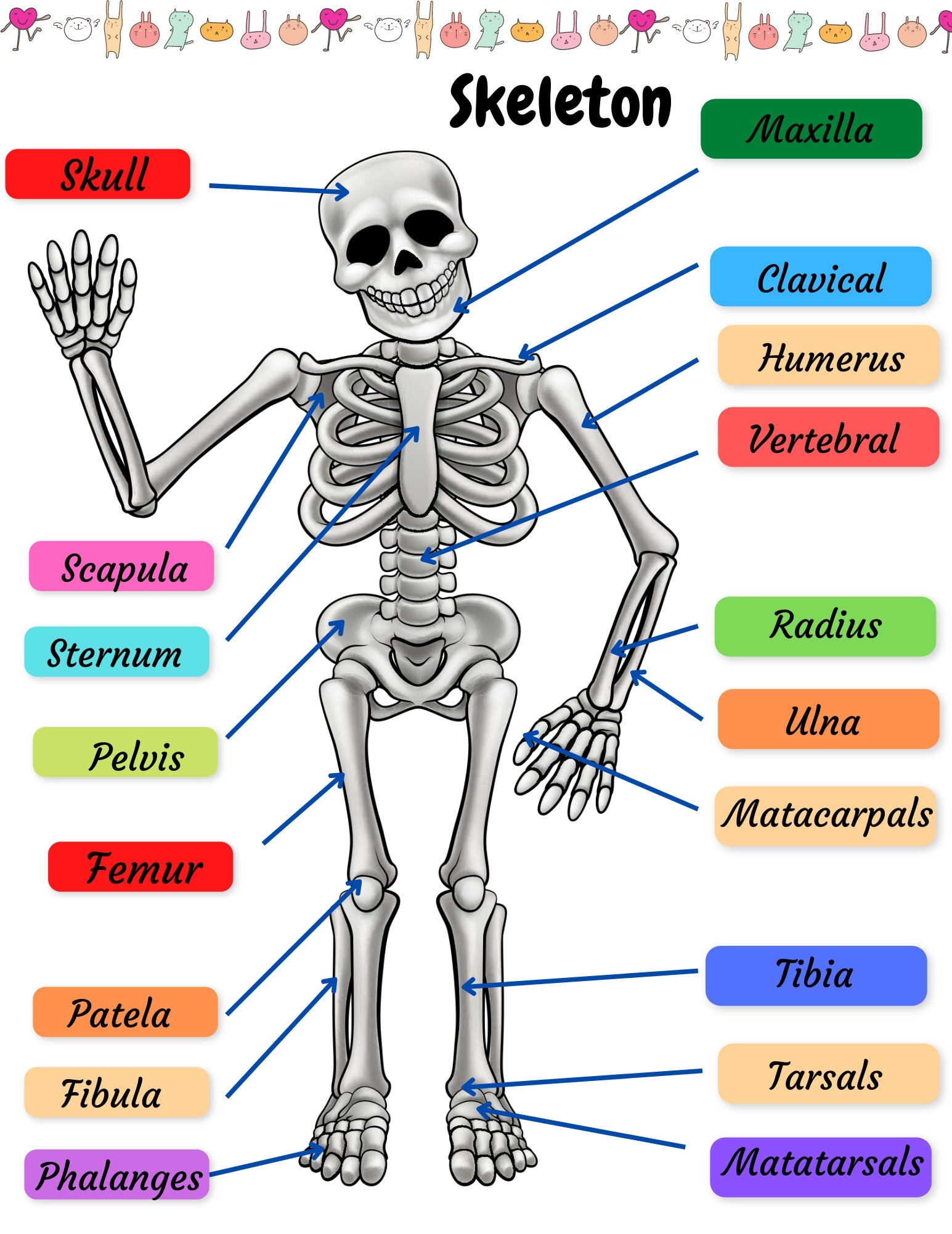 Skeletal System Practice Page Human Bones Activities Sheet Skeleton Drawing Labeling Worksheet Diagram For Preschool Early Learning Activity Etsy