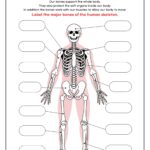 Skeleton System Worksheets Free Coloring Pages PDF Printables And Worksheets Lesson Tutor