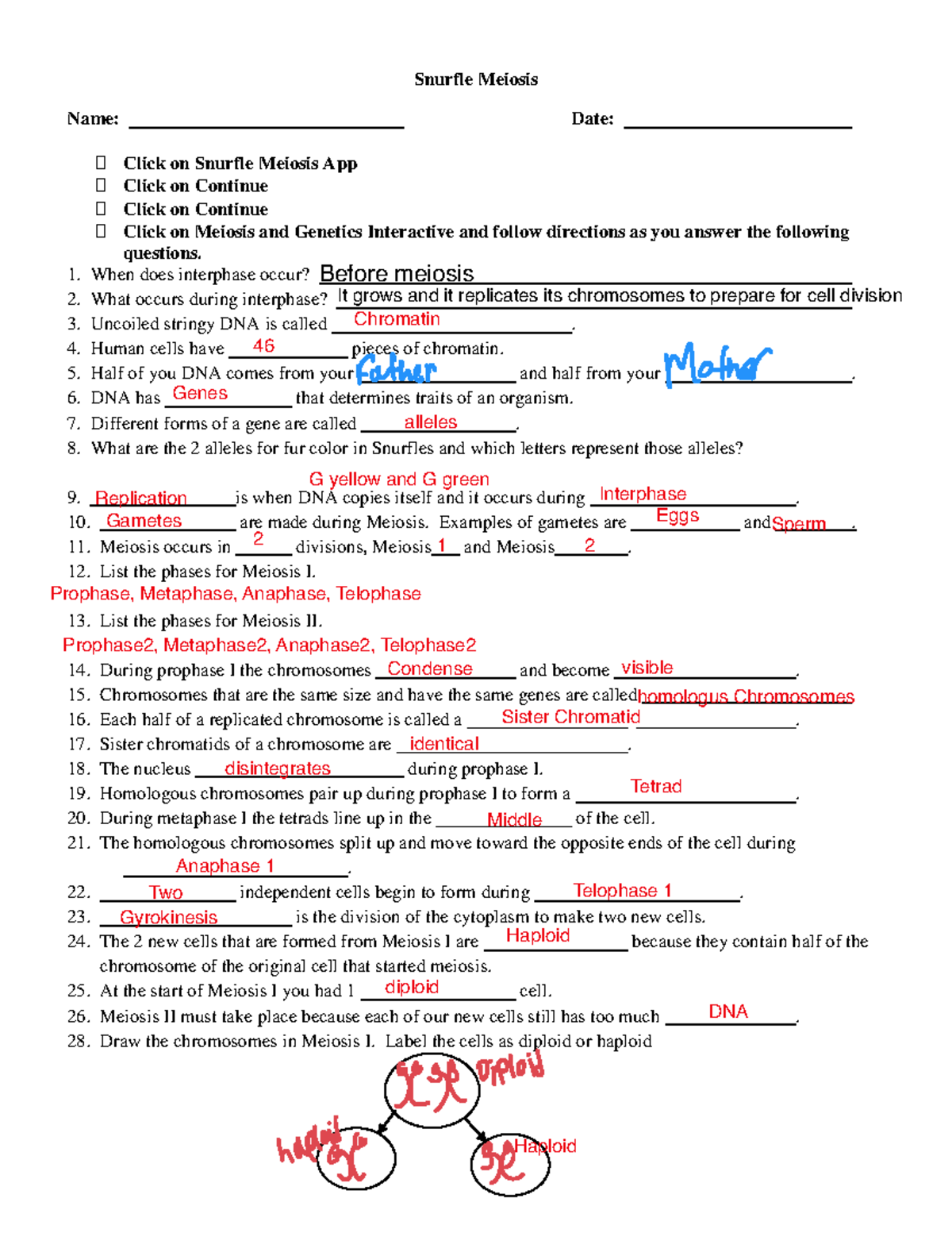 Snurffle Meiosis Study Guide Key Concepts Terms Summary Studocu Snurffle Meiosis Study Guide Key Concepts Terms Summary Studocu