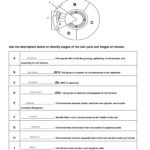 SOLUTION Cell Cycle And Mitosis Worksheet Answer Key PDF Studypool Worksheets Library