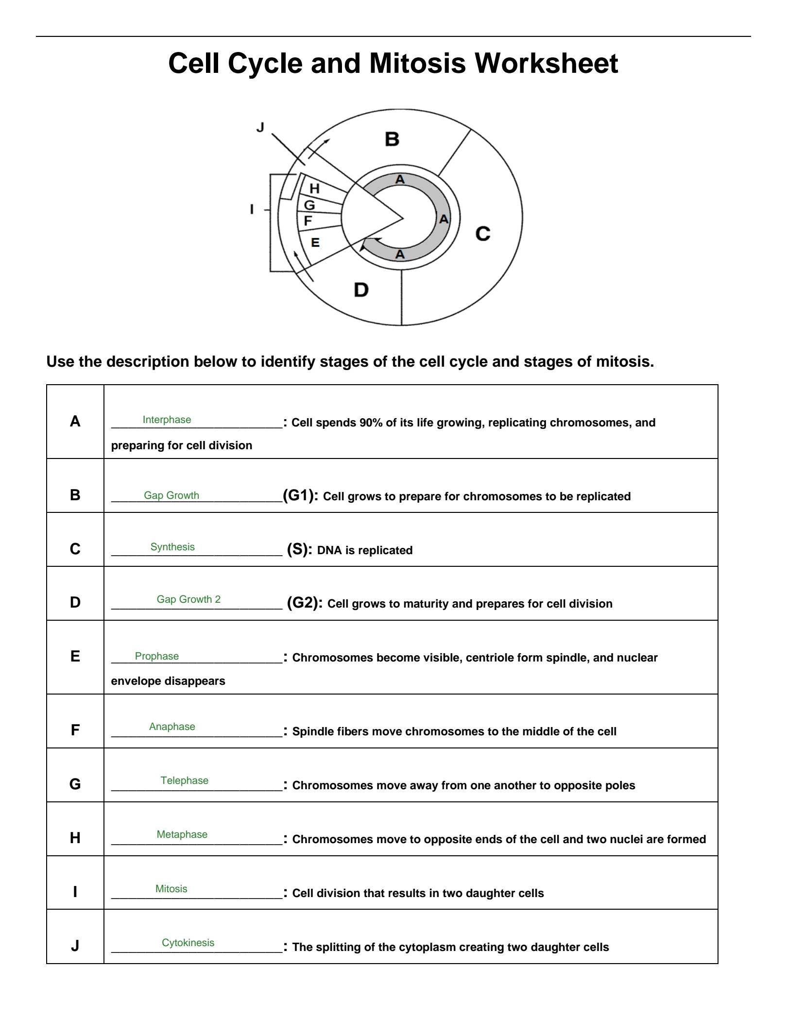 SOLUTION Cell Cycle And Mitosis Worksheet Answer Key PDF Studypool Worksheets Library