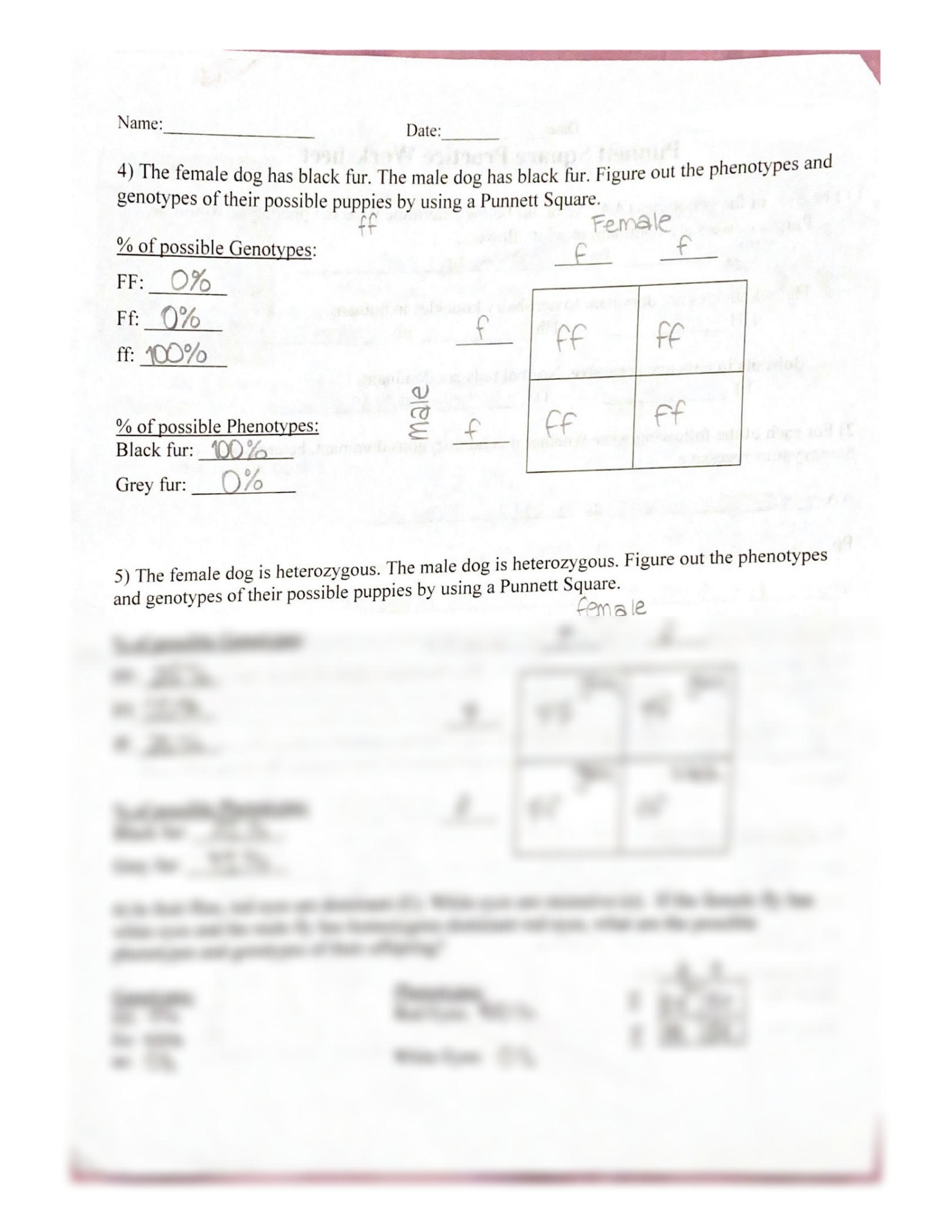 punnett square practice worksheet and answers punnett square practice worksheet and answers