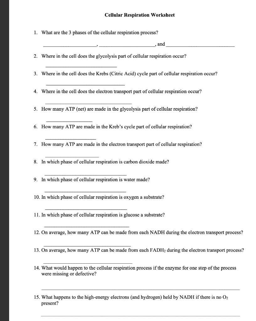 Solved Cellular Respiration Worksheet 1 What Are The 3 Chegg Worksheets Library