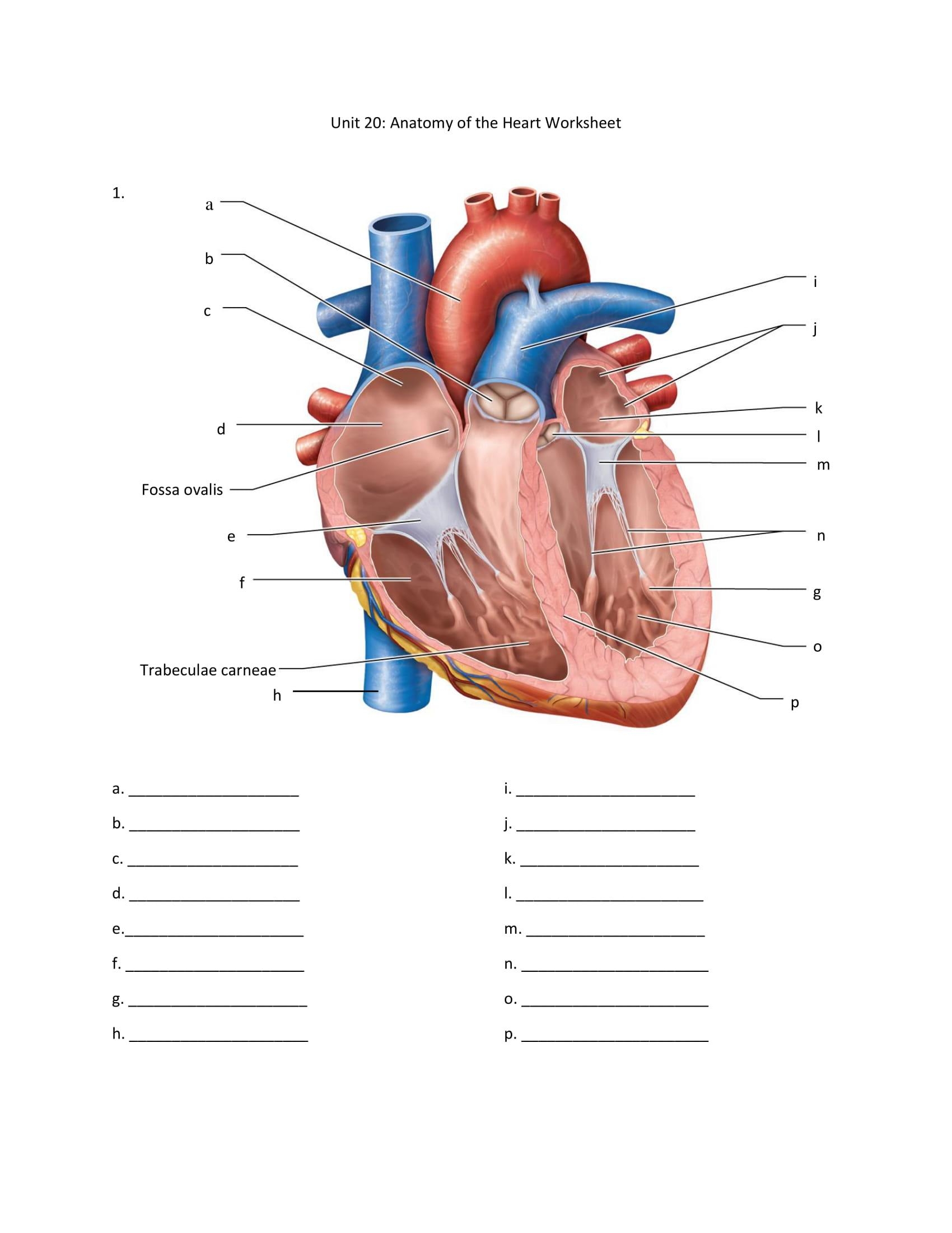 Solved Unit 20 Anatomy Of The Heart Worksheet 1 A J M Chegg Worksheets Library Solved Unit 20 Anatomy Of The Heart Worksheet 1 A J M Chegg Worksheets Library