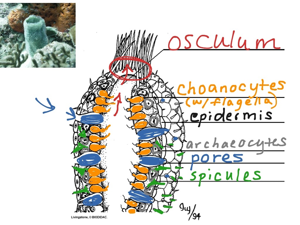 Sponge Anatomy Science Biology ShowMe Sponge Anatomy Science Biology ShowMe