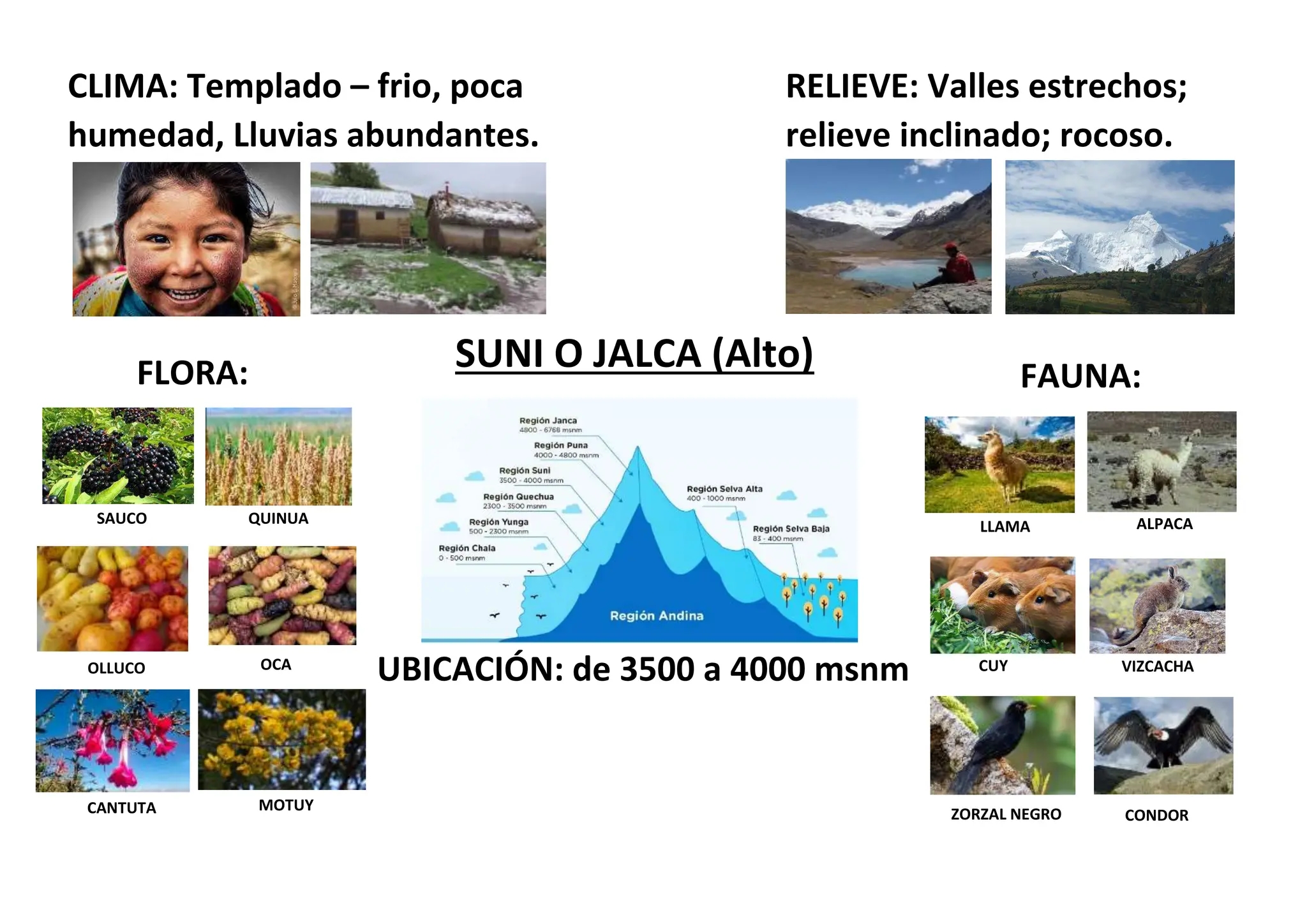 SUNI O JALCA docx SUNI O JALCA docx