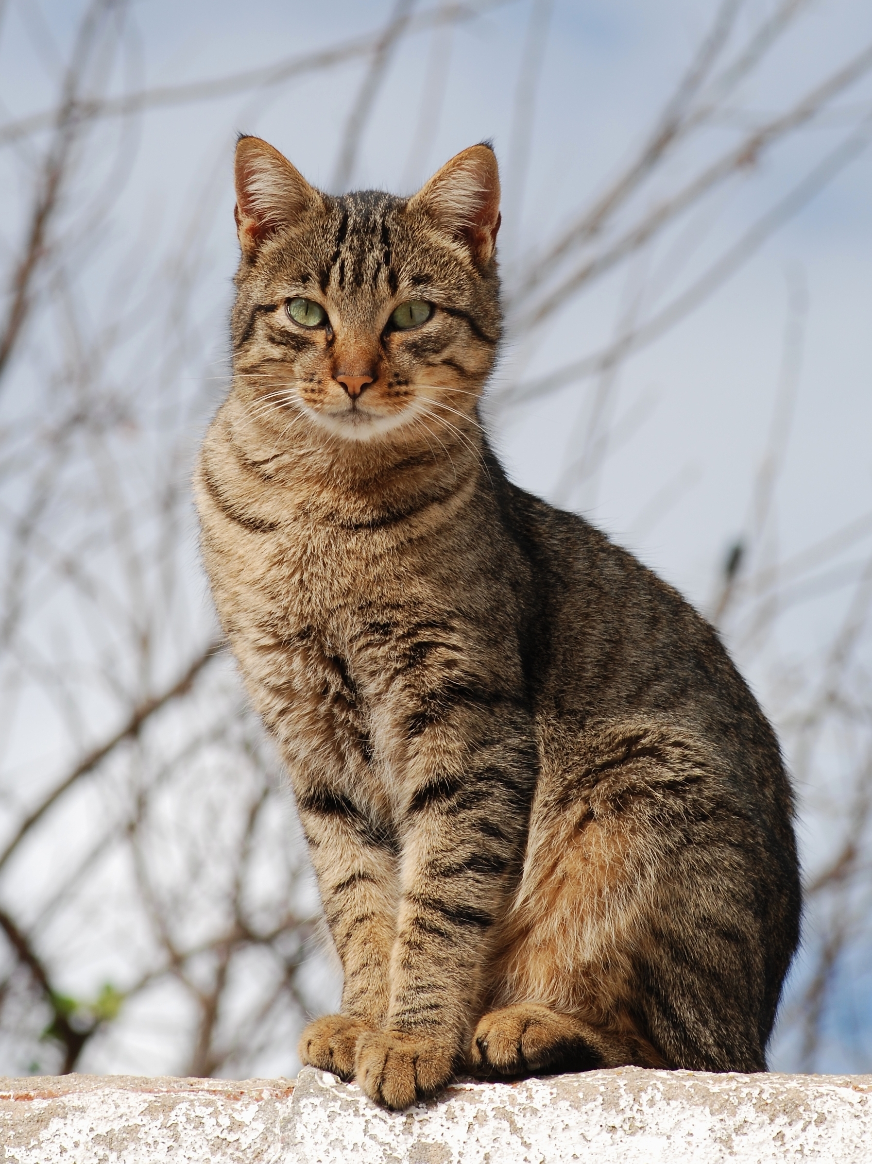 Tabby Cat Wikipedia Tabby Cat Wikipedia
