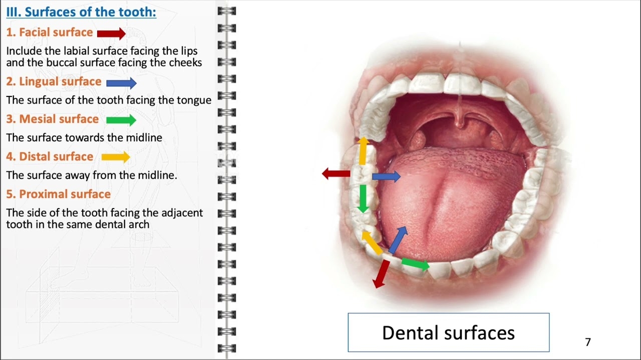 Teeth Anatomy YouTube Teeth Anatomy YouTube