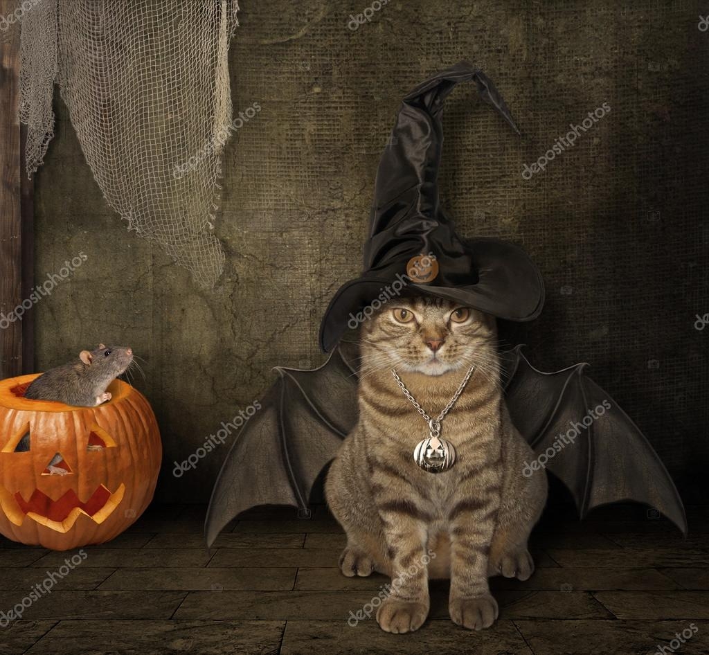 The Bat Cat In A Hat Stock Photo Iridi 121756178