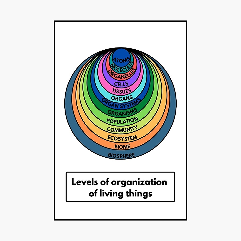 The Biological Levels Of Organization Of Living Things Arranged From The Simplest To Most Complex Poster For Sale By ScienceStores Redbubble